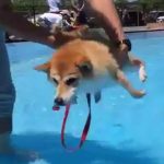 線香花火みたいに水を嫌がるワンちゃんが可愛すぎ！　
